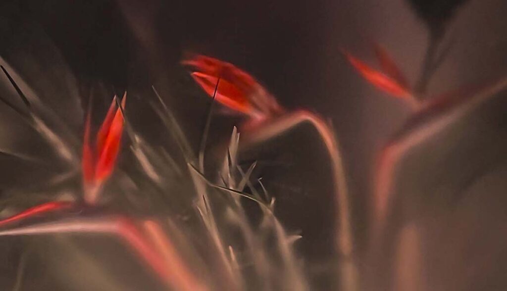 Foggy strelitzia