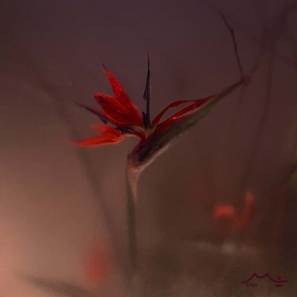 Estrelítzia emboirada #3,