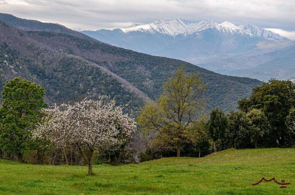 Arbre fruiter florit amb el Pirineu al fons #2