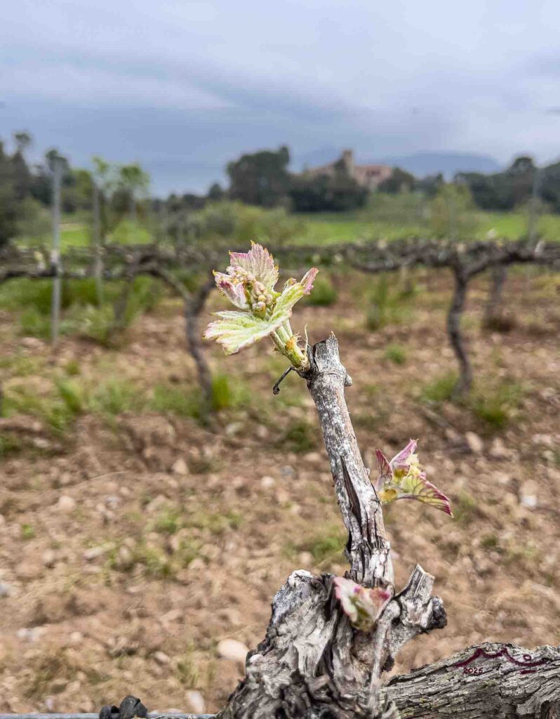 Passeig i tast de vinns a les vinyes del Celler Cooperatiu Artium #3